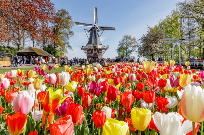 HOLLANDE - BELGIQUE - &quot; Pays des tulipes &quot; - p.108-109