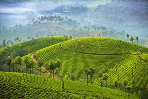 SRI LANKA - 